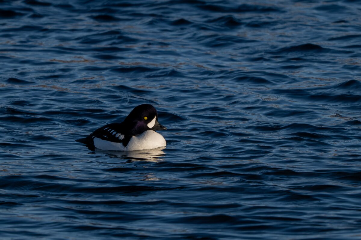 DPPhotography - Iceland - Barrow's goldeneye - V.jpg - Barrow's goldeneye, male - Lake Mývatn