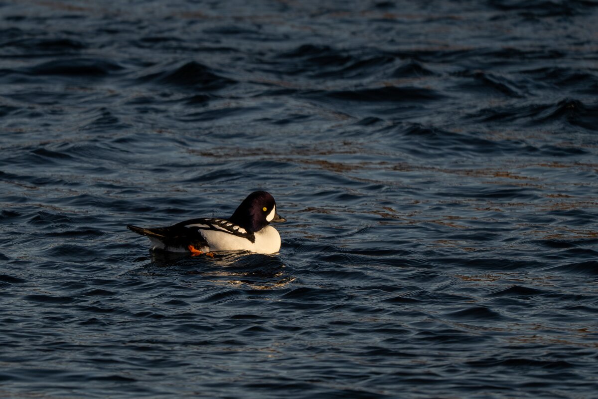DPPhotography - Iceland - Barrow's goldeneye - X.jpg - Barrow's goldeneye, male - Lake Mývatn