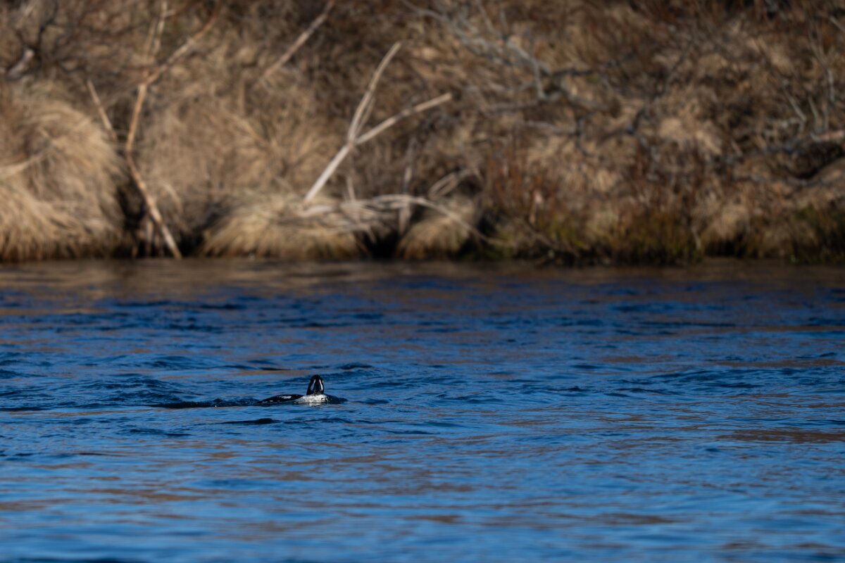 DPPhotography - Iceland - Barrow's goldeneye - Z.jpg - Barrow's goldeneye, male - Lake Mývatn