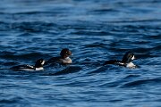 DPPhotography - Iceland - Barrow's goldeneye - A