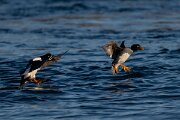 DPPhotography - Iceland - Barrow's goldeneye - AA