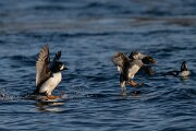 DPPhotography - Iceland - Barrow's goldeneye - AB