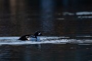 DPPhotography - Iceland - Barrow's goldeneye - H