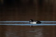 DPPhotography - Iceland - Barrow's goldeneye - M