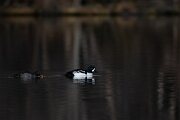 DPPhotography - Iceland - Barrow's goldeneye - P