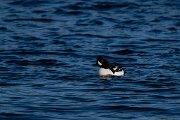 DPPhotography - Iceland - Barrow's goldeneye - T