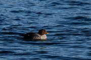 DPPhotography - Iceland - Barrow's goldeneye - W