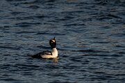 DPPhotography - Iceland - Barrow's goldeneye - Y