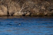 DPPhotography - Iceland - Barrow's goldeneye - Z