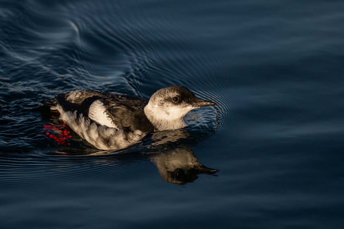 DPPhotography - Iceland - Black guillemot - E.jpg - Black guillemot - Árskógssandur Harbour