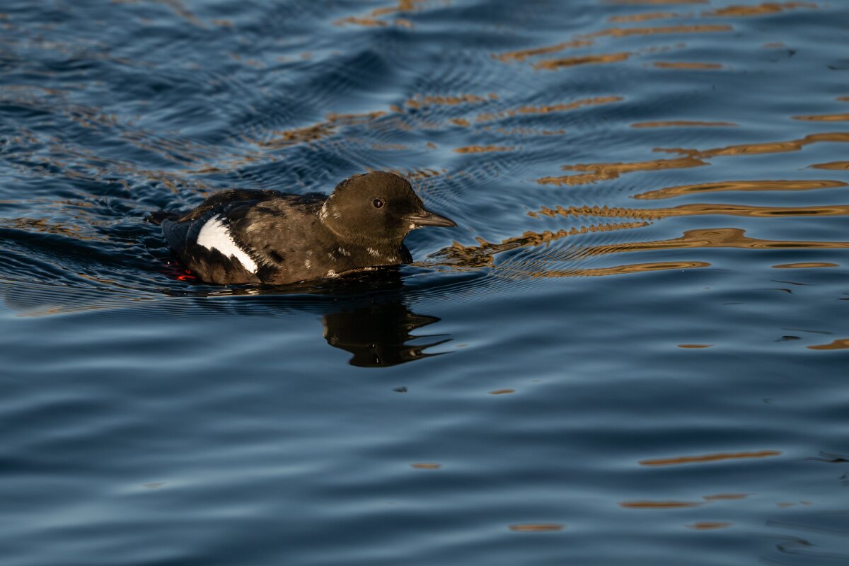 DPPhotography - Iceland - Black guillemot - F.jpg - Black guillemot - Árskógssandur Harbour
