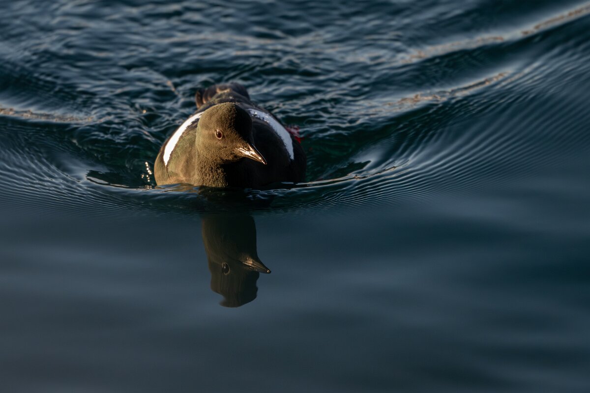 DPPhotography - Iceland - Black guillemot - G.jpg - Black guillemot - Árskógssandur Harbour