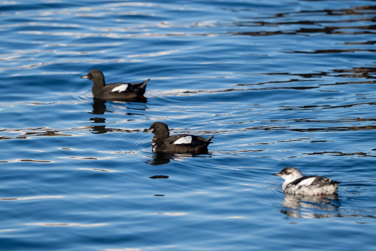 DPPhotography - Iceland - Black guillemot - O.jpg - Black guillemot - Árskógssandur Harbour