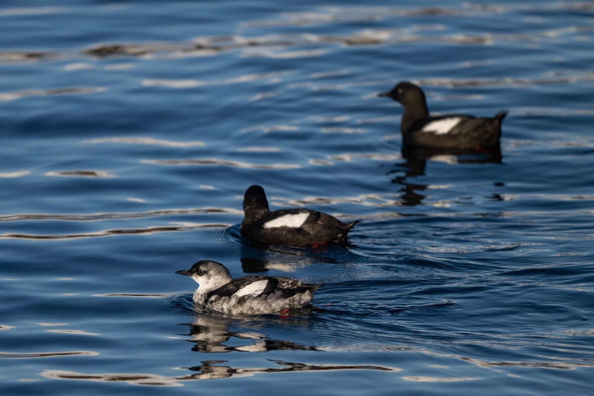 DPPhotography - Iceland - Black guillemot - P.jpg - Black guillemot - Árskógssandur Harbour