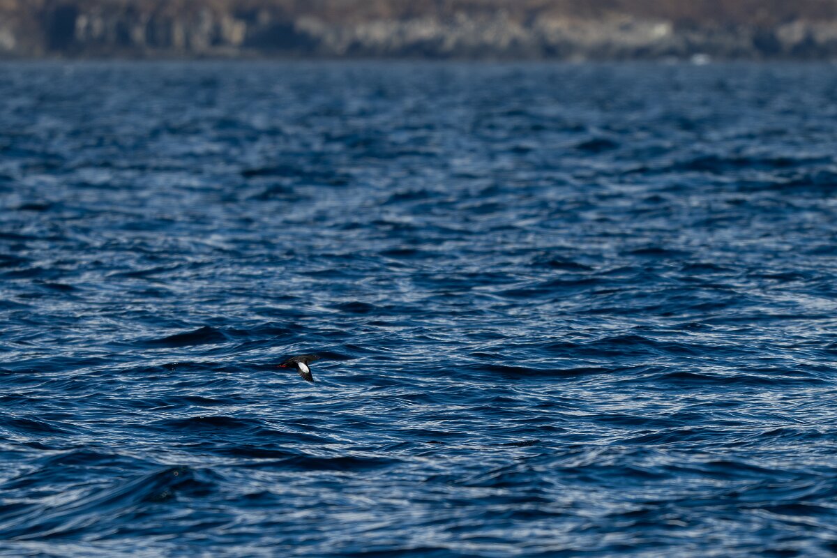 DPPhotography - Iceland - Black guillemot - Q.jpg - Black guillemot - Eyjafjörður