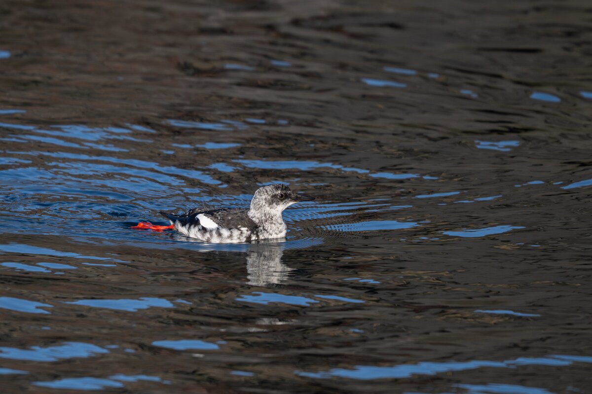 DPPhotography - Iceland - Black guillemot - S.jpg