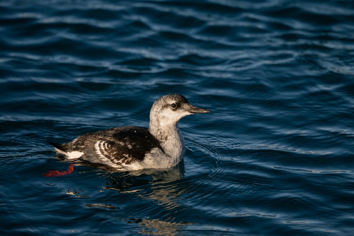 DPPhotography - Iceland - Black guillemot - U.jpg
