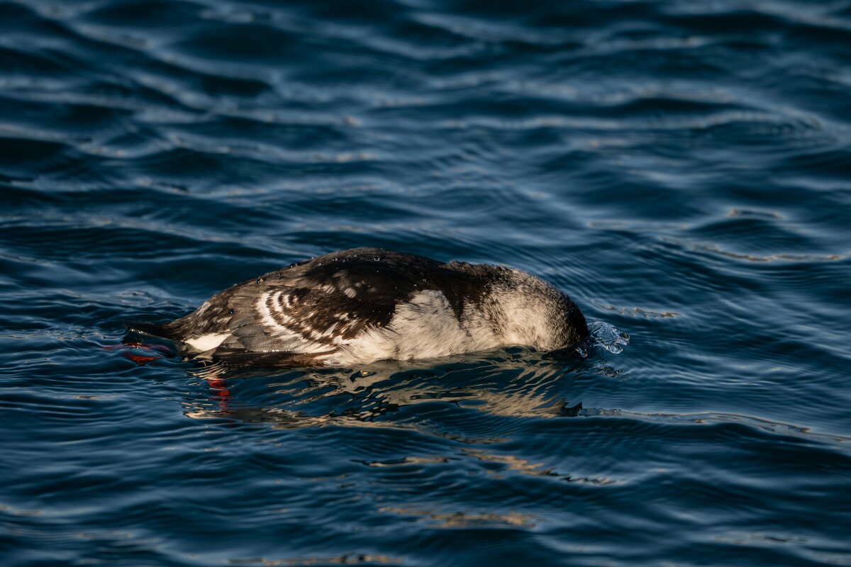DPPhotography - Iceland - Black guillemot - V.jpg