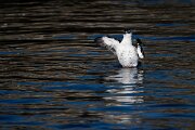 DPPhotography - Iceland - Black guillemot - A