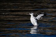 DPPhotography - Iceland - Black guillemot - C
