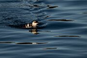 DPPhotography - Iceland - Black guillemot - D