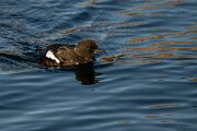 DPPhotography - Iceland - Black guillemot - F