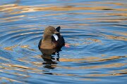 DPPhotography - Iceland - Black guillemot - L