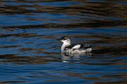 DPPhotography - Iceland - Black guillemot - M
