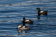 DPPhotography - Iceland - Black guillemot - P