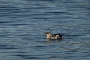 DPPhotography - Iceland - Black guillemot - R