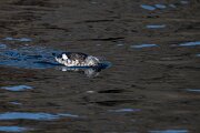 DPPhotography - Iceland - Black guillemot - T