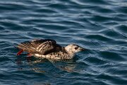 DPPhotography - Iceland - Black guillemot - W