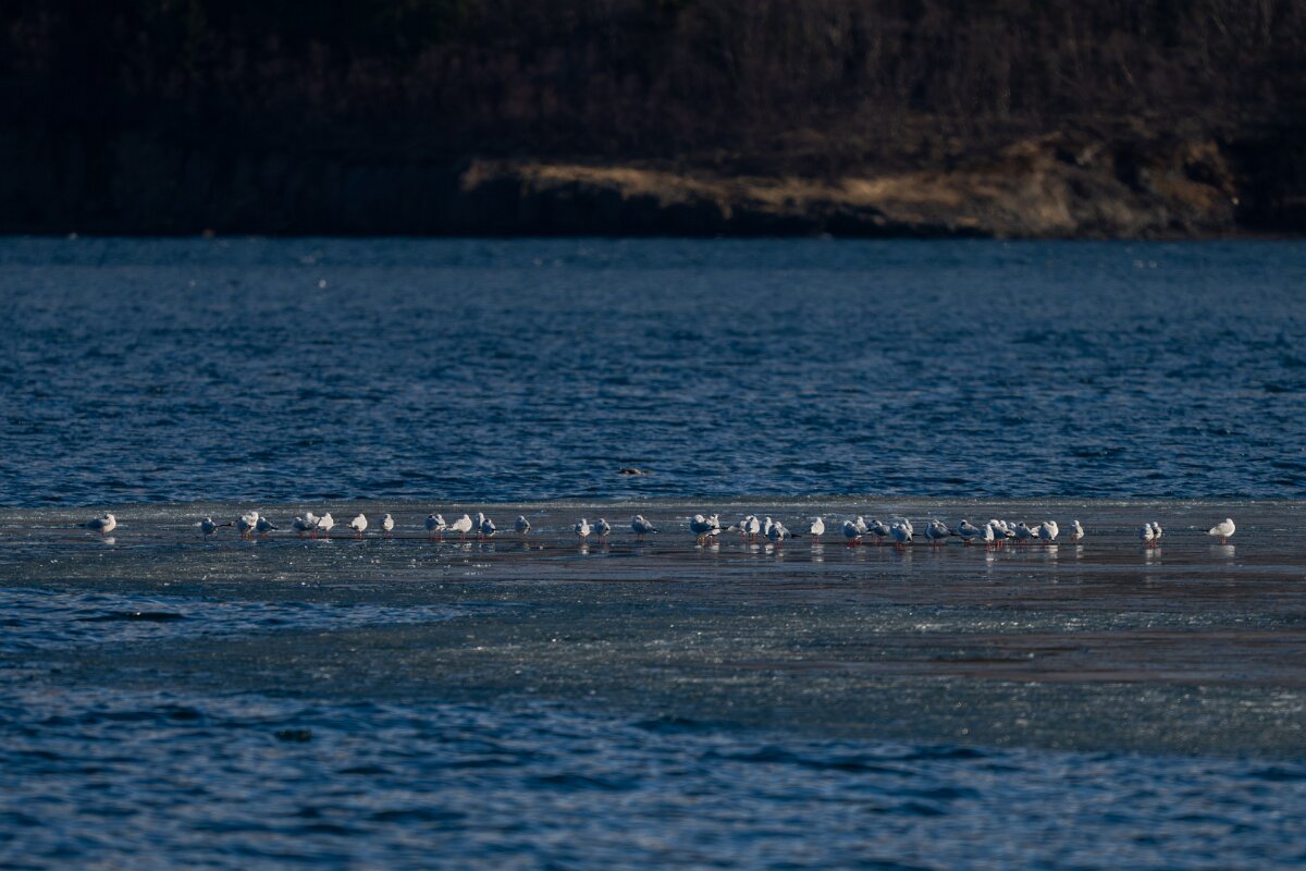 DPPhotography - Iceland - Black-headed gull - A.jpg
