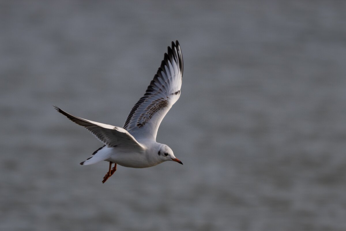 DPPhotography - Iceland - Black-headed gull - B.jpg
