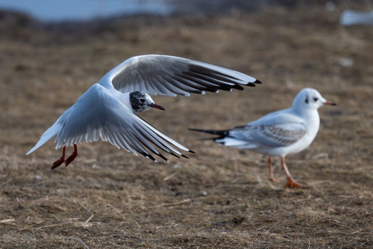 DPPhotography - Iceland - Black-headed gull - E.jpg