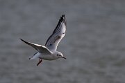 DPPhotography - Iceland - Black-headed gull - B