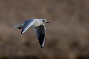 DPPhotography - Iceland - Black-headed gull - C