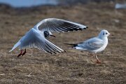 DPPhotography - Iceland - Black-headed gull - E