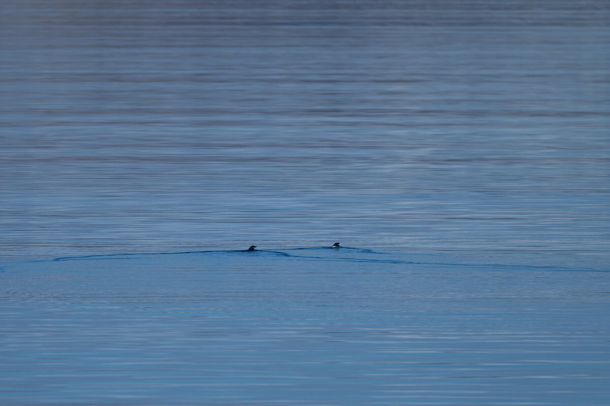 DPPhotography - Iceland - Brünnich's guillemot - B.jpg - Brunnich's guillemot - Eyjafjörður
