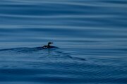 DPPhotography - Iceland - Brünnich's guillemot - F