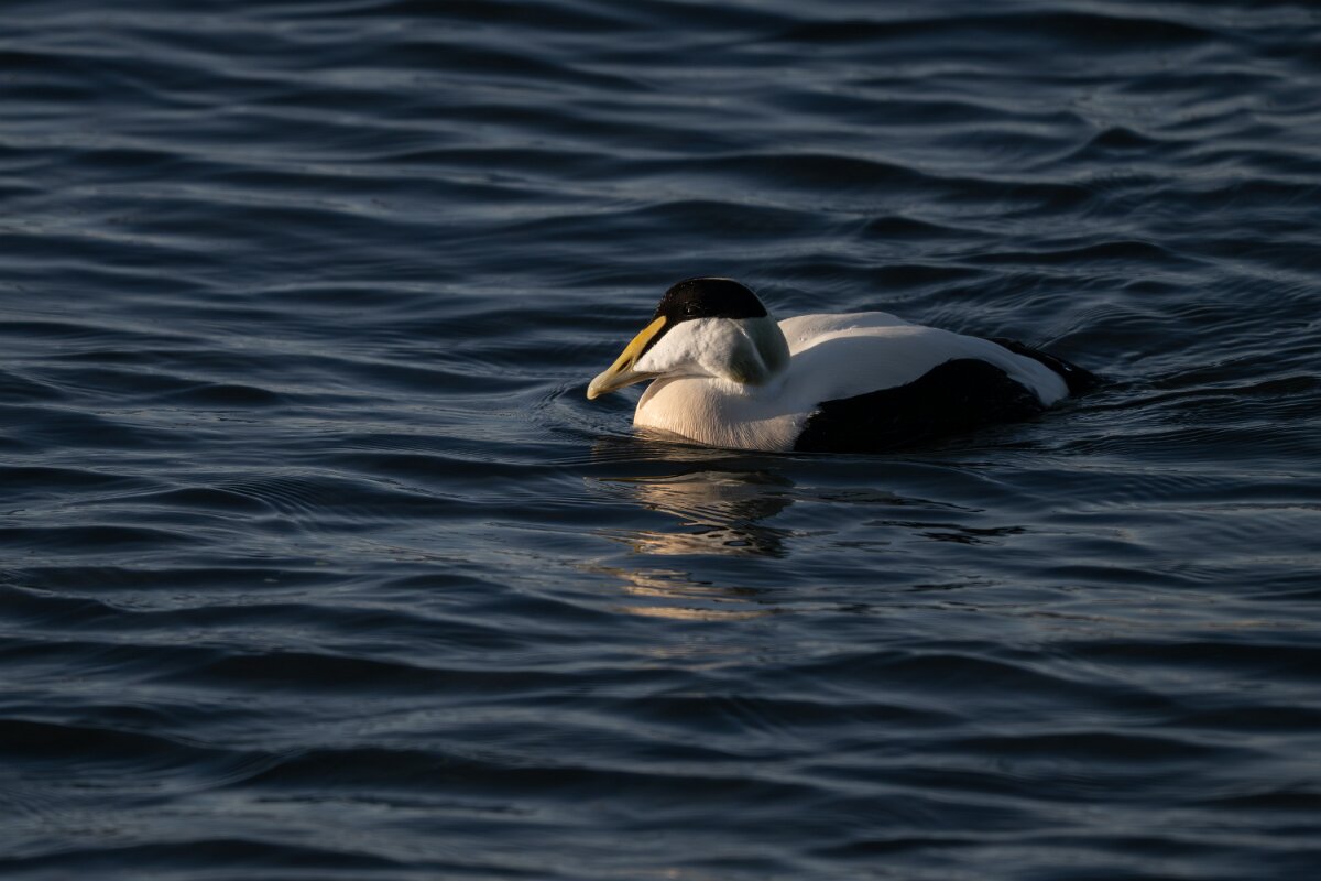 DPPhotography - Iceland - Common eider - AD.jpg - Common eider, male - Húsavík Harbour