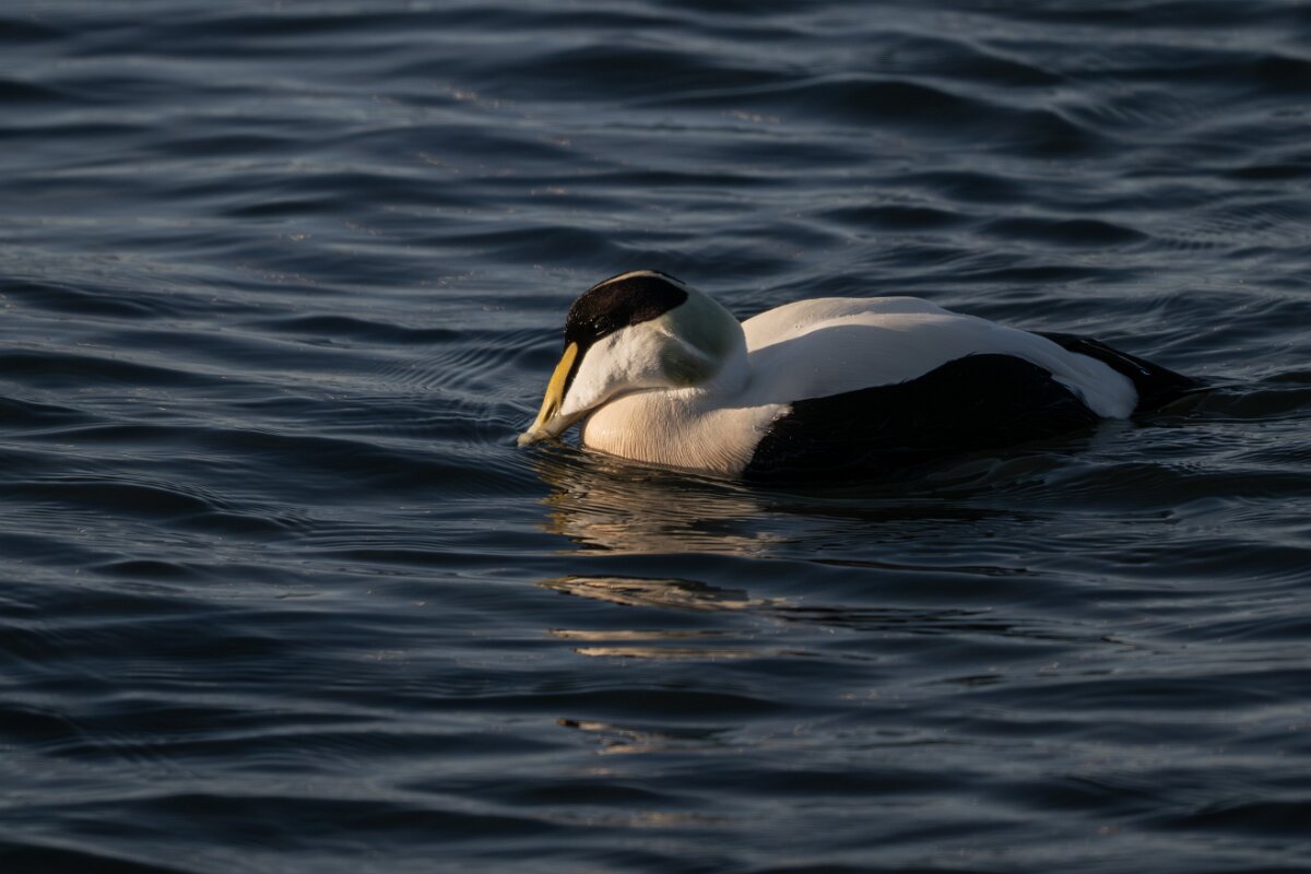 DPPhotography - Iceland - Common eider - AE.jpg - Common eider, male - Húsavík Harbour