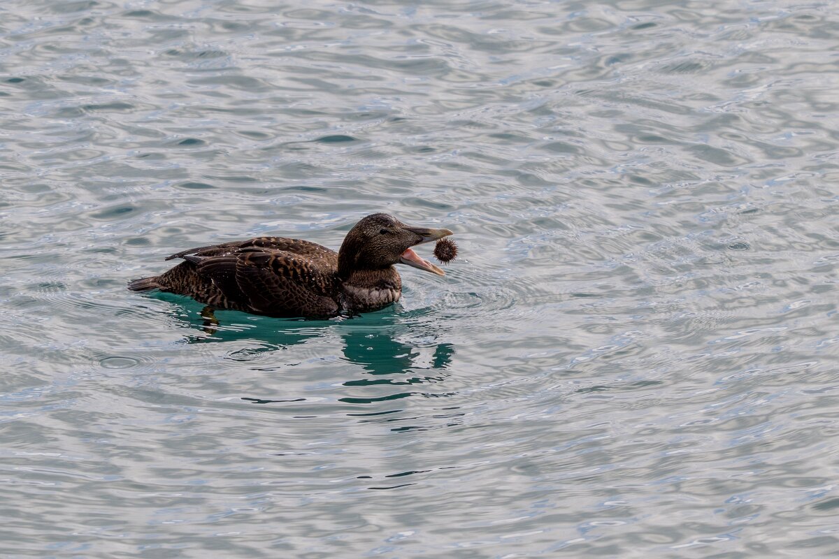 DPPhotography - Iceland - Common eider - AI.jpg - Common eider, eating sea urchin - Keflavíkurhöfn