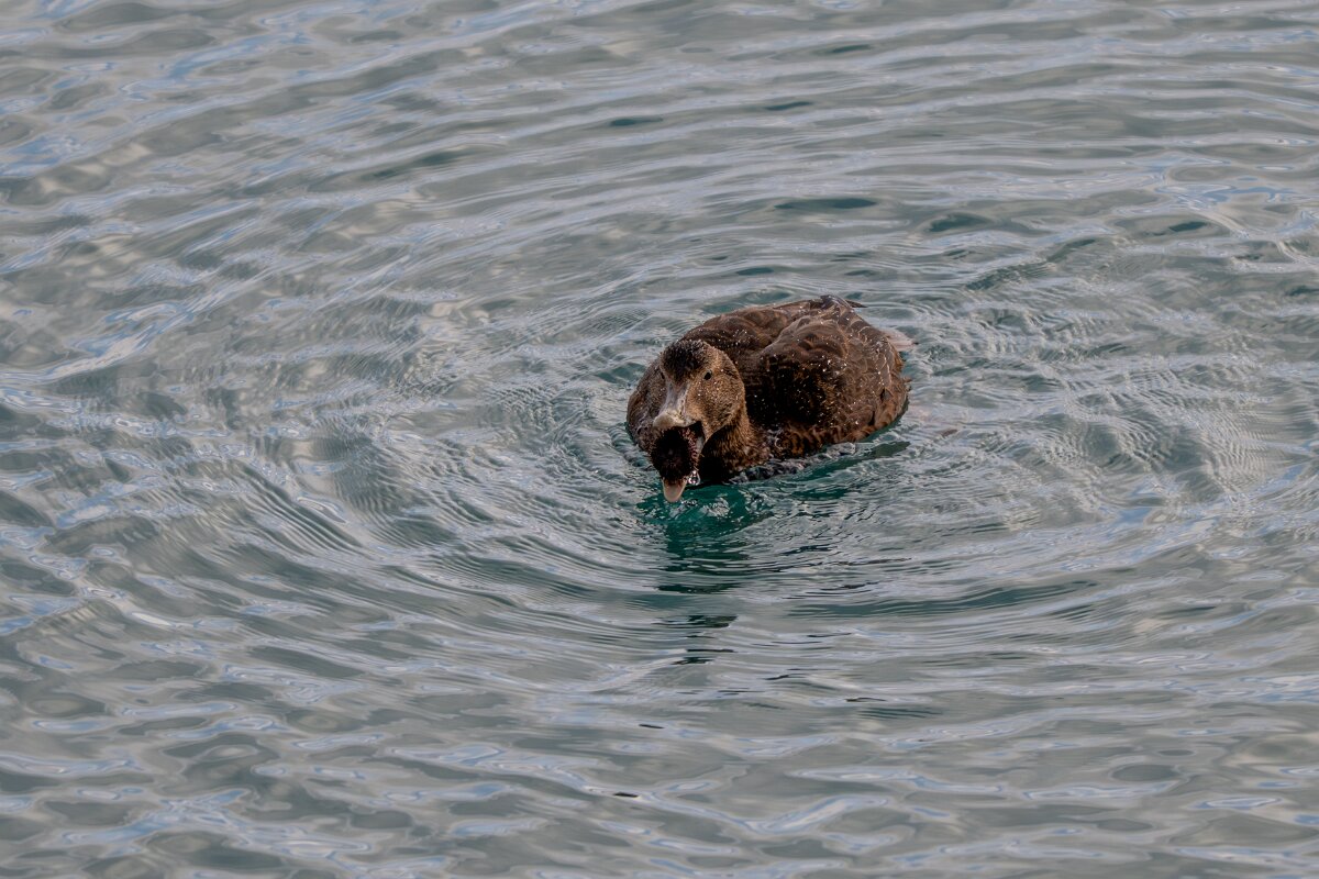 DPPhotography - Iceland - Common eider - AM.jpg - Common eider, eating sea urchin - Keflavíkurhöfn