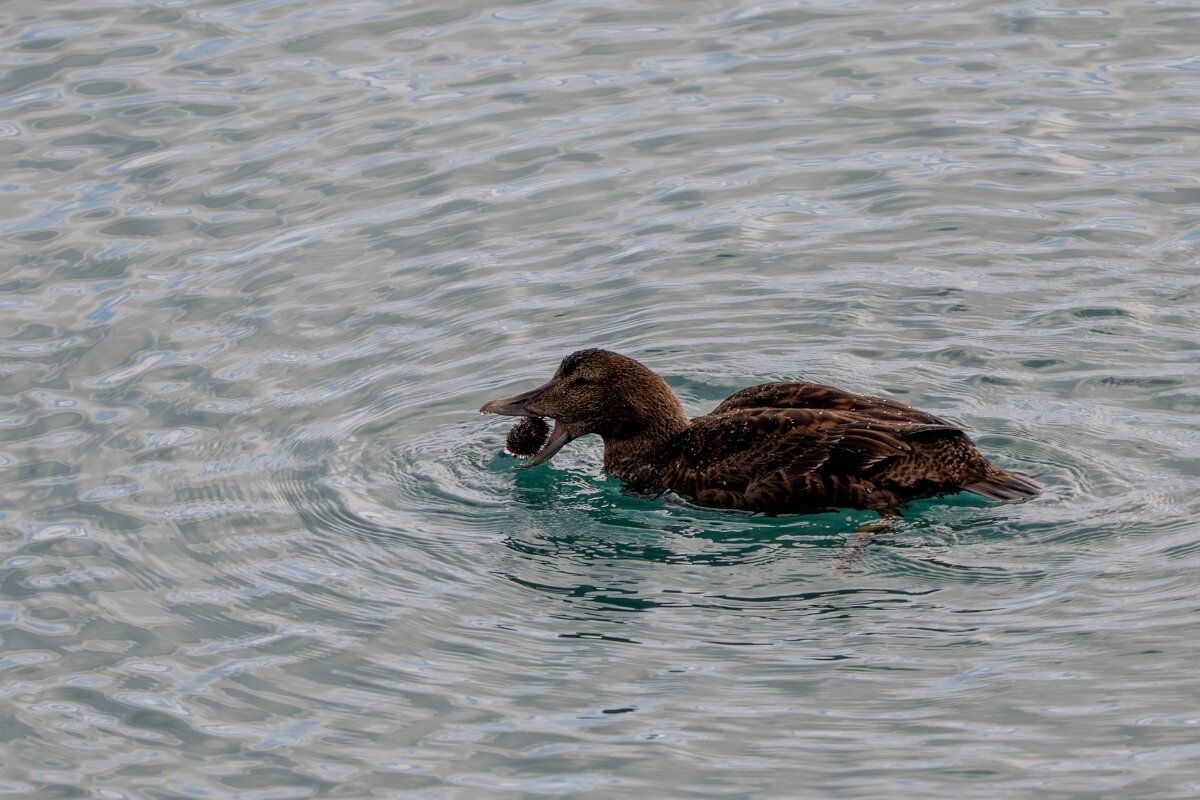 DPPhotography - Iceland - Common eider - AO.jpg - Common eider, eating sea urchin - Keflavíkurhöfn