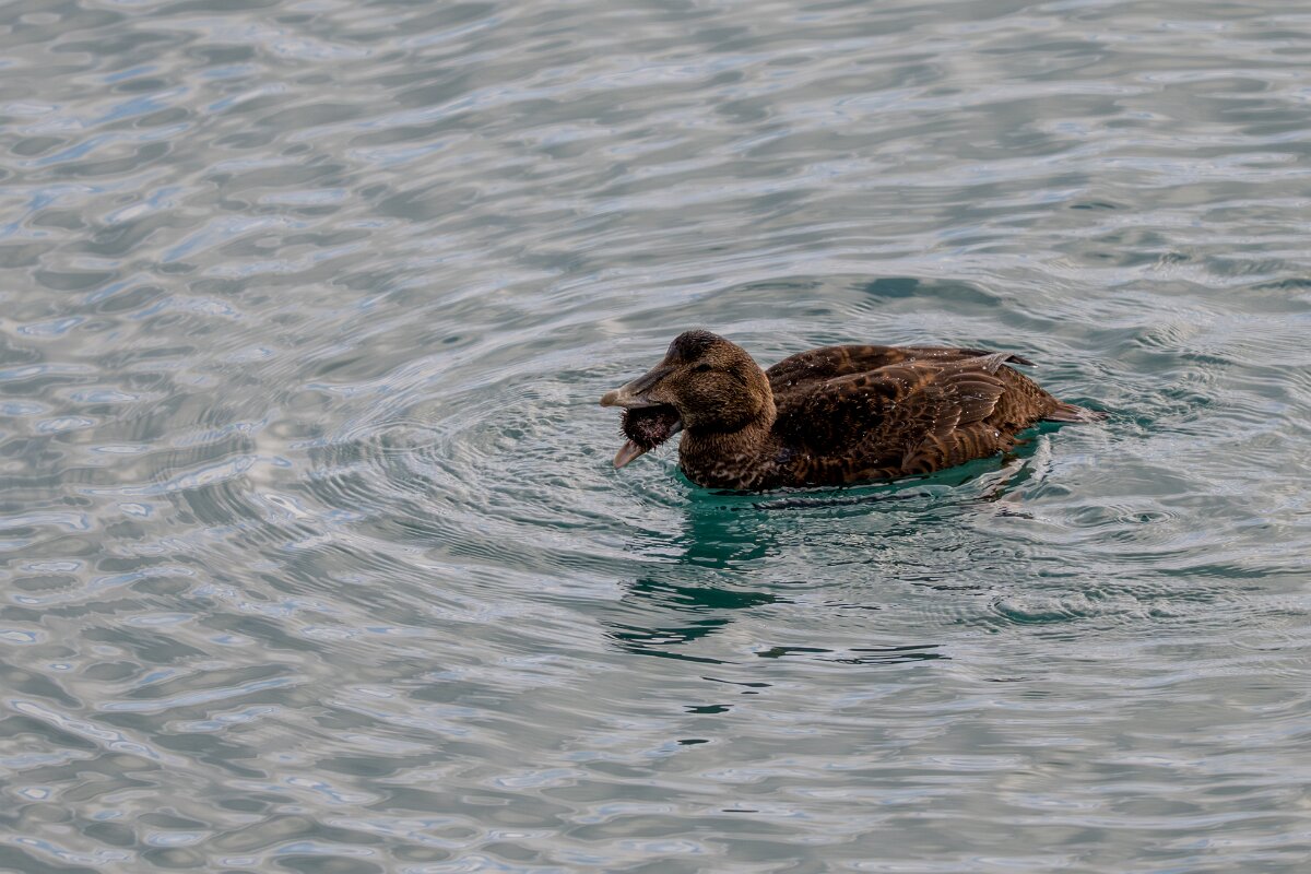 DPPhotography - Iceland - Common eider - AP.jpg - Common eider, eating sea urchin - Keflavíkurhöfn