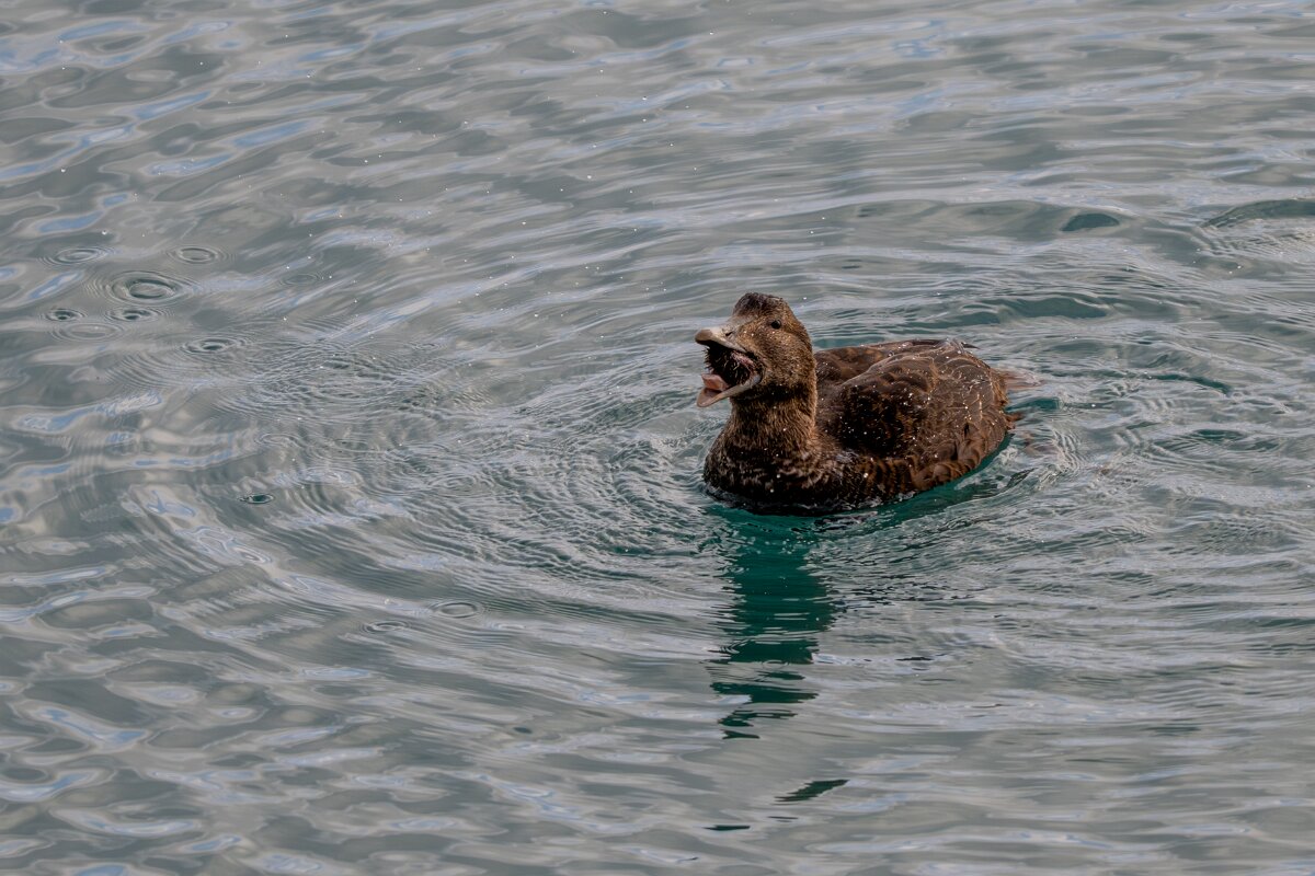 DPPhotography - Iceland - Common eider - AQ.jpg - Common eider, eating sea urchin - Keflavíkurhöfn