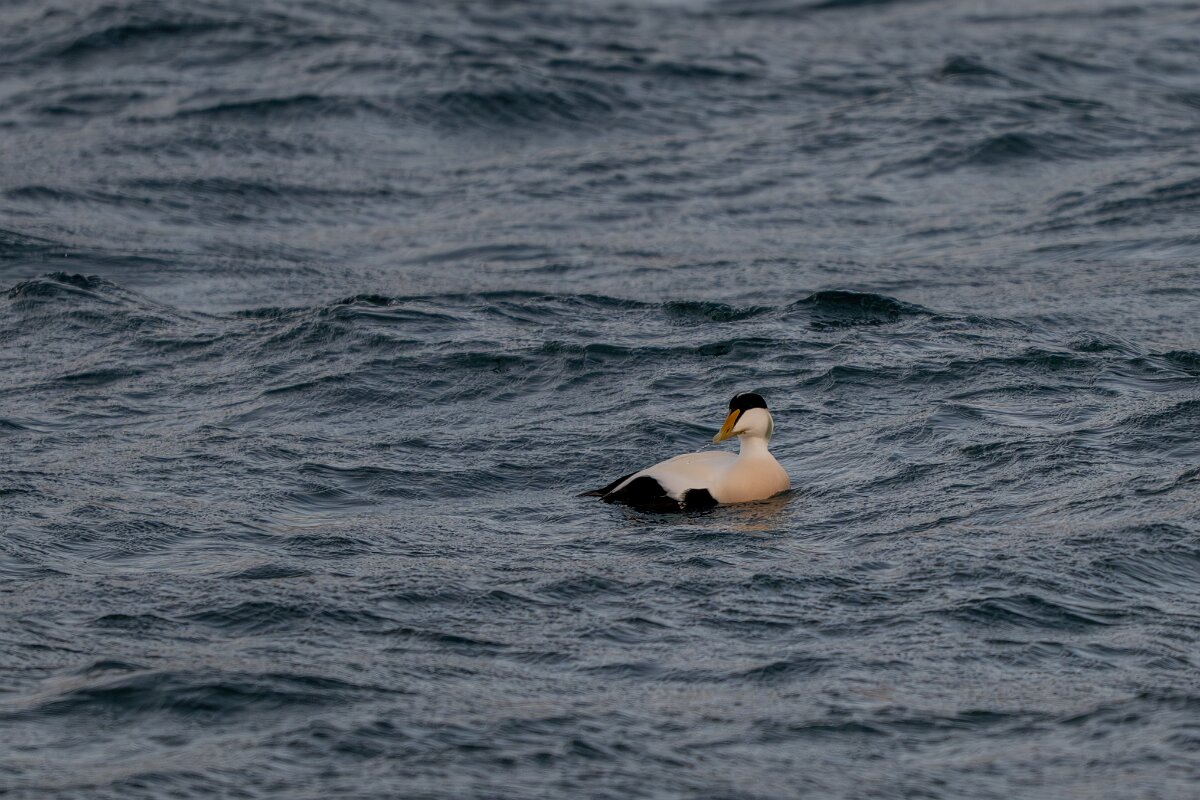 DPPhotography - Iceland - Common eider - AR.jpg - Common eider, male - Keflavíkurhöfn