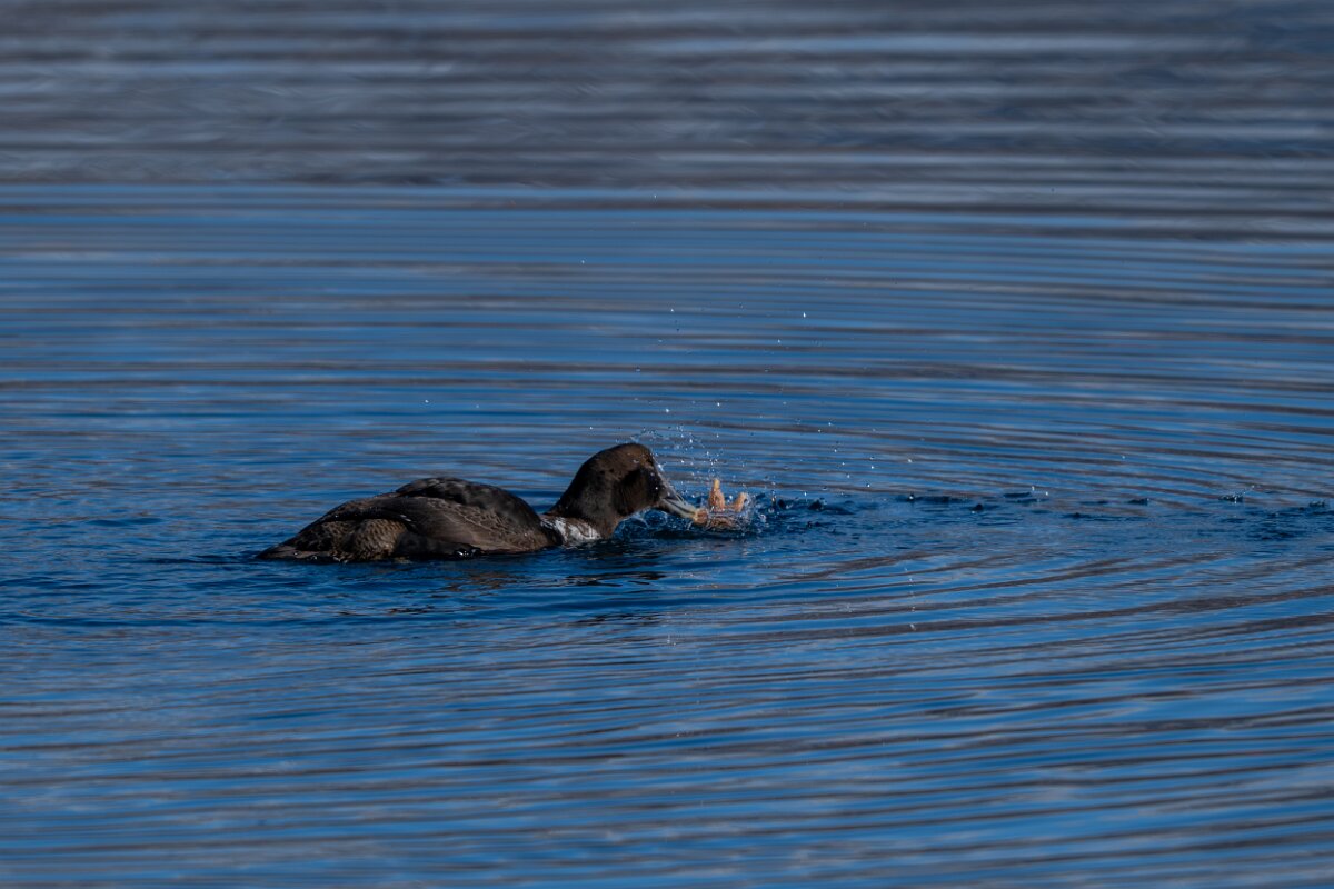DPPhotography - Iceland - Common eider - E.jpg - Common eider, eating starfish - Eyjafjörður