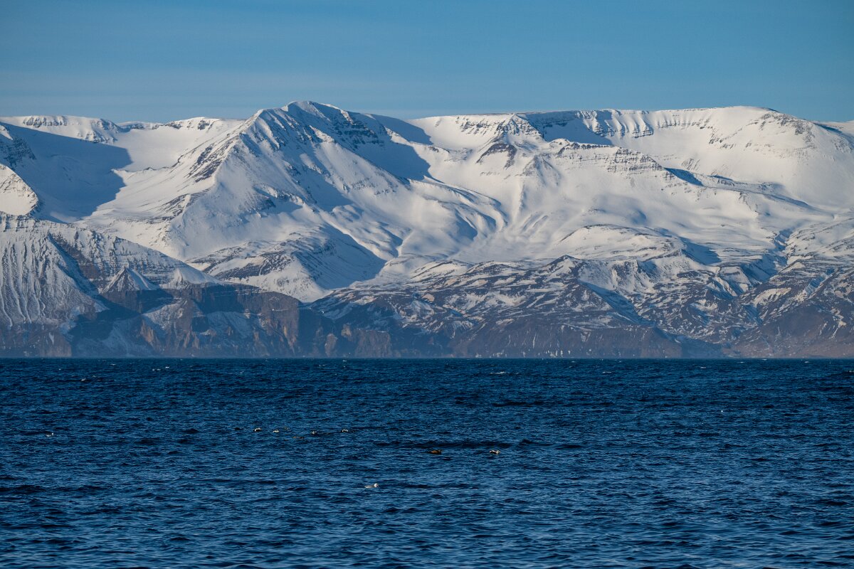 DPPhotography - Iceland - Common eider - F.jpg - Common eider, flock on sea - Húsavík Harbour